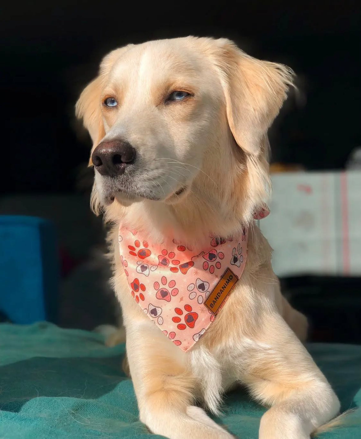 Bandana pour chien pattes et cœurs