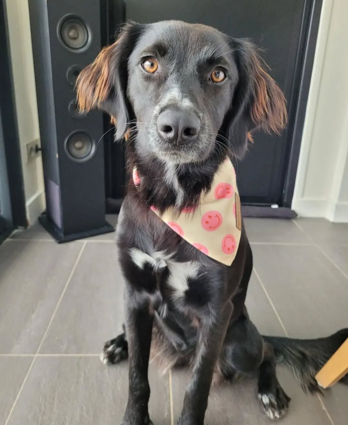 Bandana pour chien Smileys