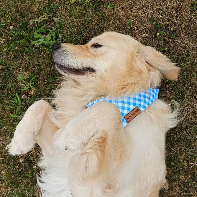 Bandana pour chien Plaid Bleu
