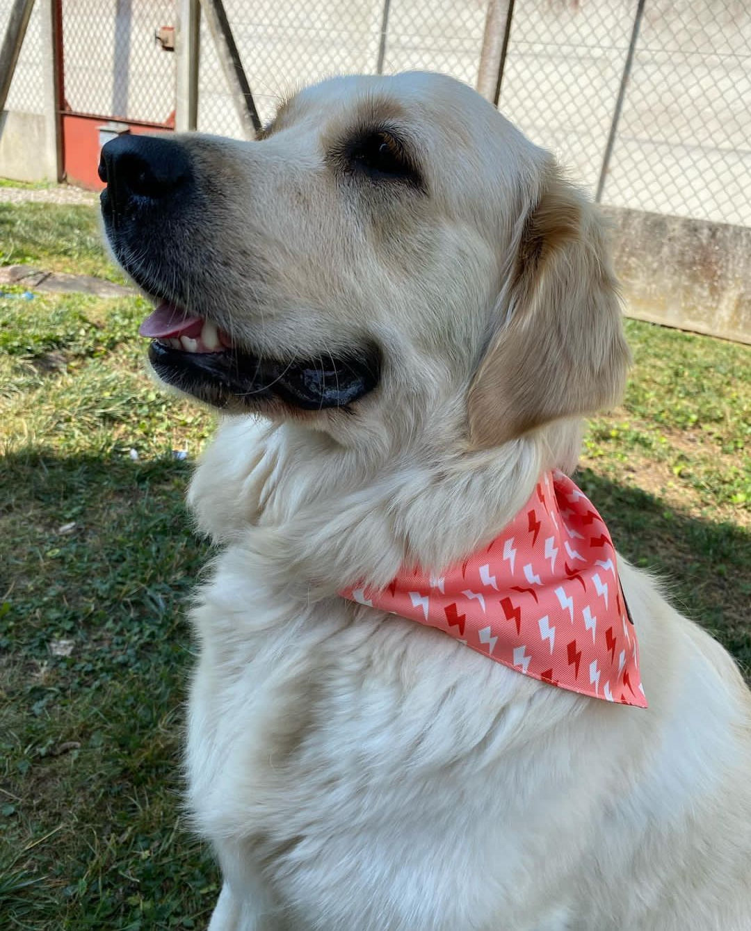 Bandana pour chien Eclairs