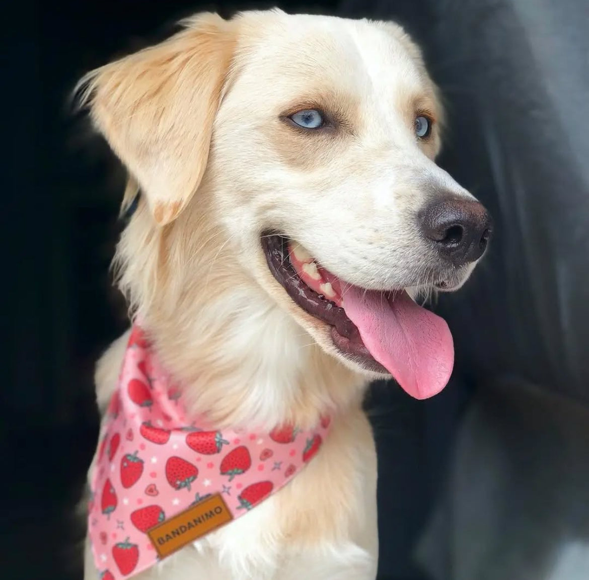 Bandana pour chien fraises