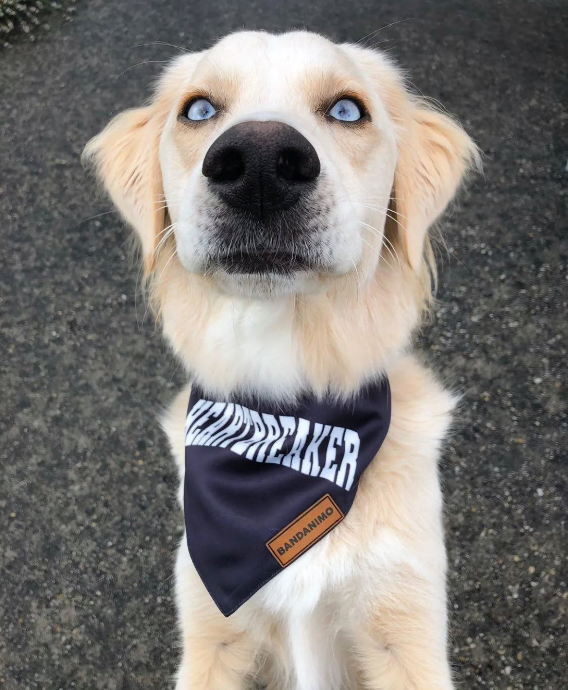 Bandana pour chien heartbreaker