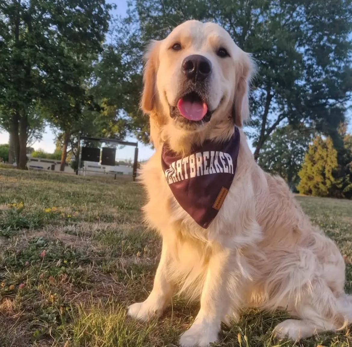 Bandana pour chien heartbreaker