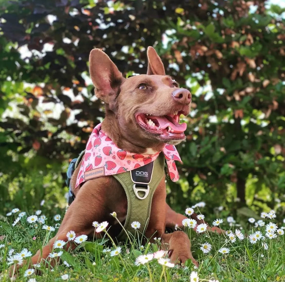 Bandana pour chien fraises