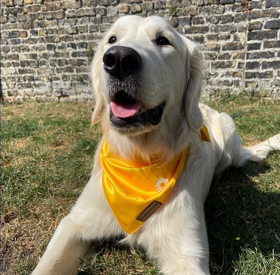 Bandana pour chien Jaune Pastel