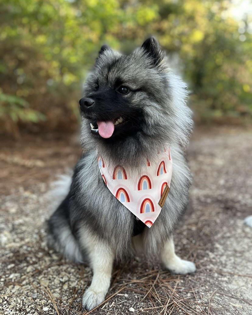 Bandana pour chien Arc-En-Ciel