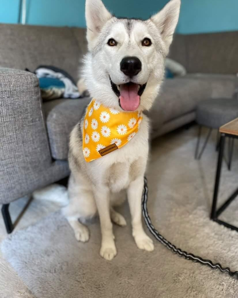 Bandana pour chien marguerites