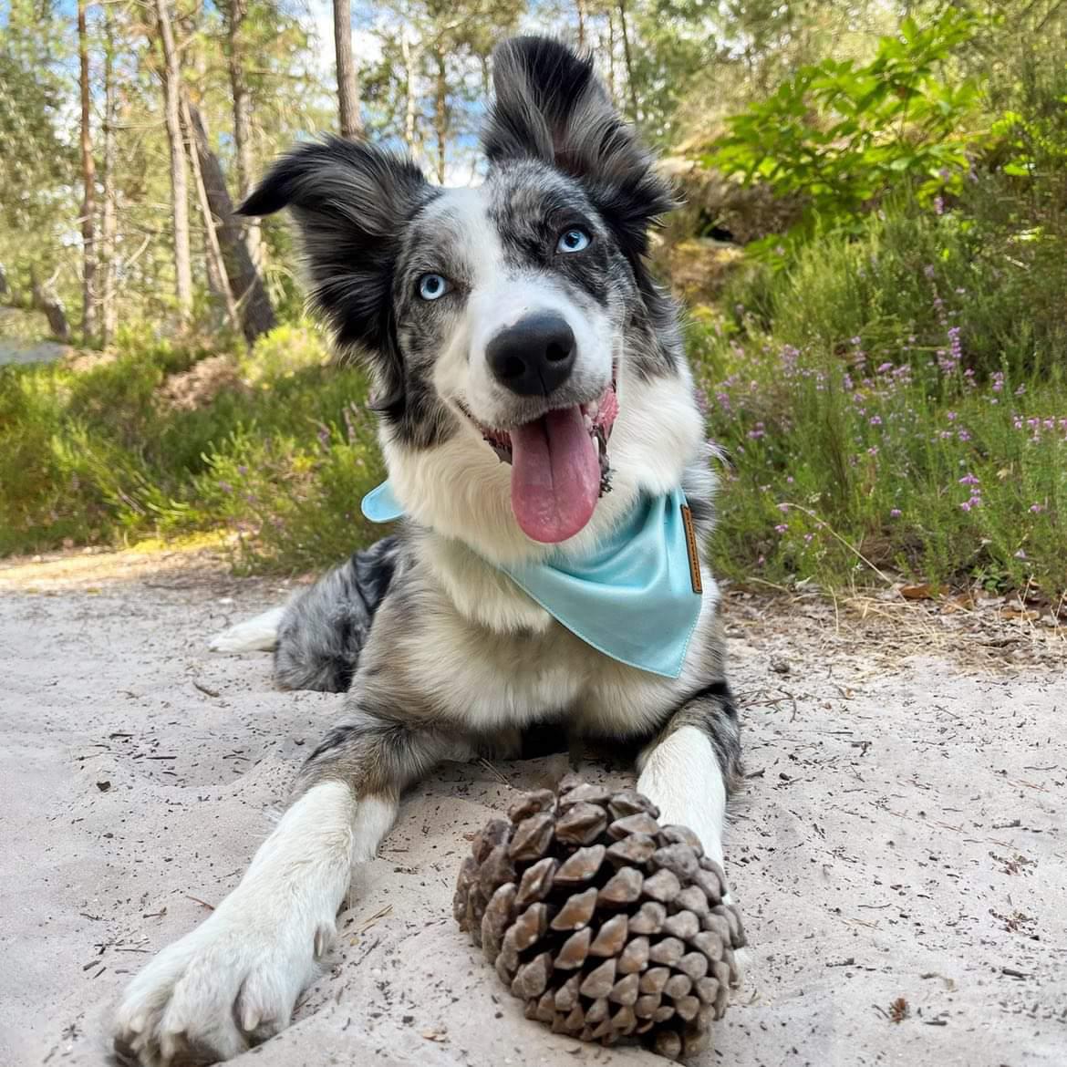 Bandana pour chien Bleu Pastel