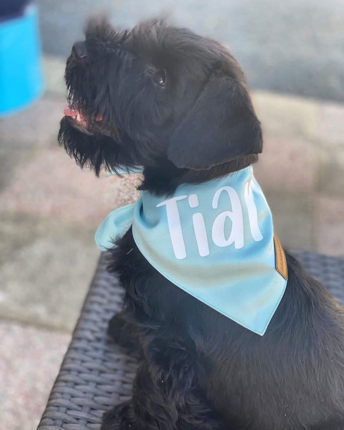Bandana pour chien Bleu Pastel