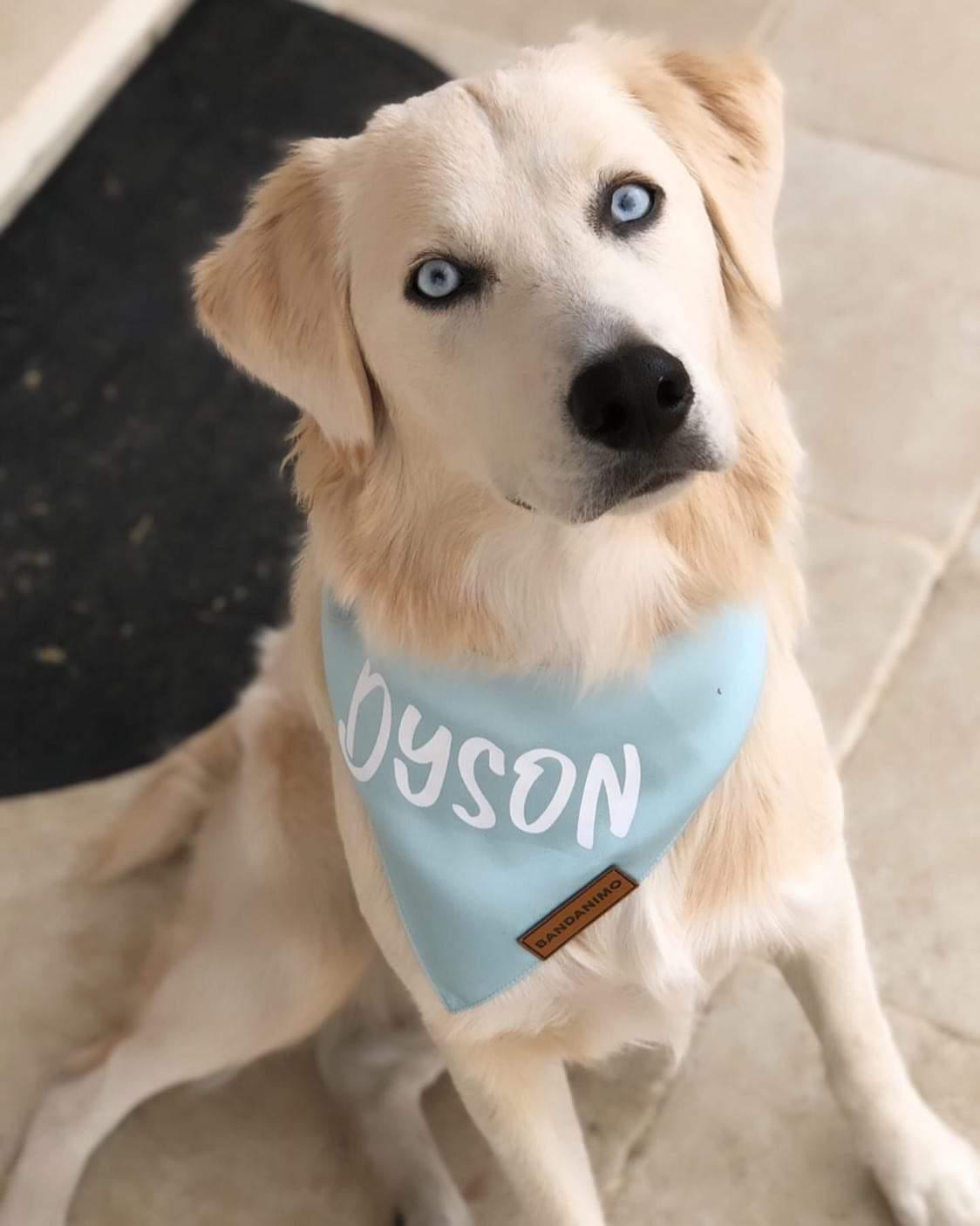 Bandana pour chien Bleu Pastel